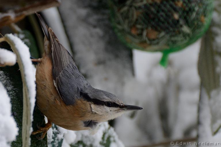 ENE-20121207-0572.jpg - [nl] Boomklever ( Sitta Europaea ) | Ommeren, Nederland[en] Nuthatch ( Sitta Europaea ) | Ommeren, The Netherlands